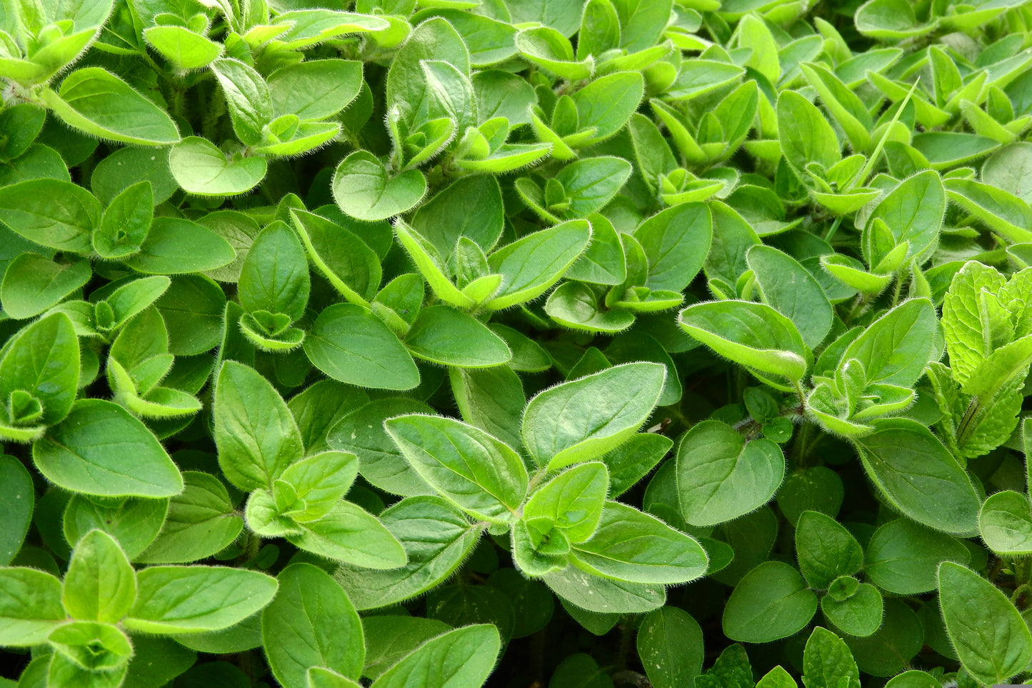 Plants de MARJOLAINE COMMUNE Origanum majorana mini-motte M 3 cm X60 saison printemps