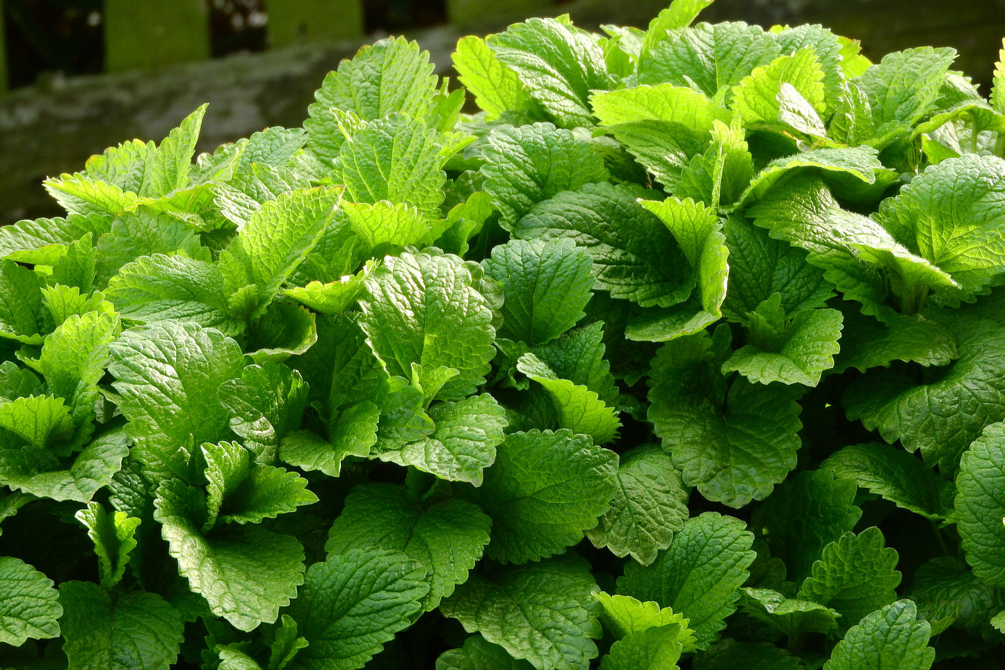 Plants de MELISSE Officinale mini-motte M 3 cm X60 saison printemps - automne