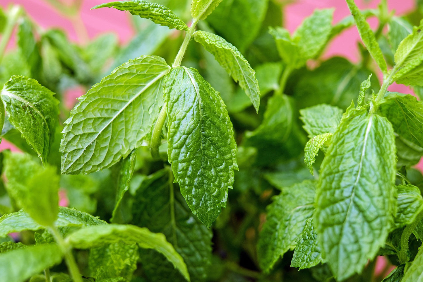Plants de MENTHE Marocaine mini-motte M 3 cm X60 saison printemps - automne