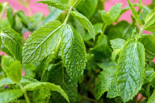 Plants de MENTHE Poivree mini-motte M 3 cm X60 saison automne