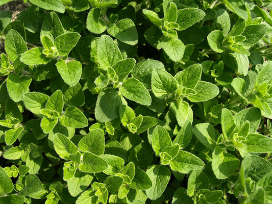 Plants de ORIGAN Origanum vulgare mini-motte M 3 cm X60 saison printemps - automne