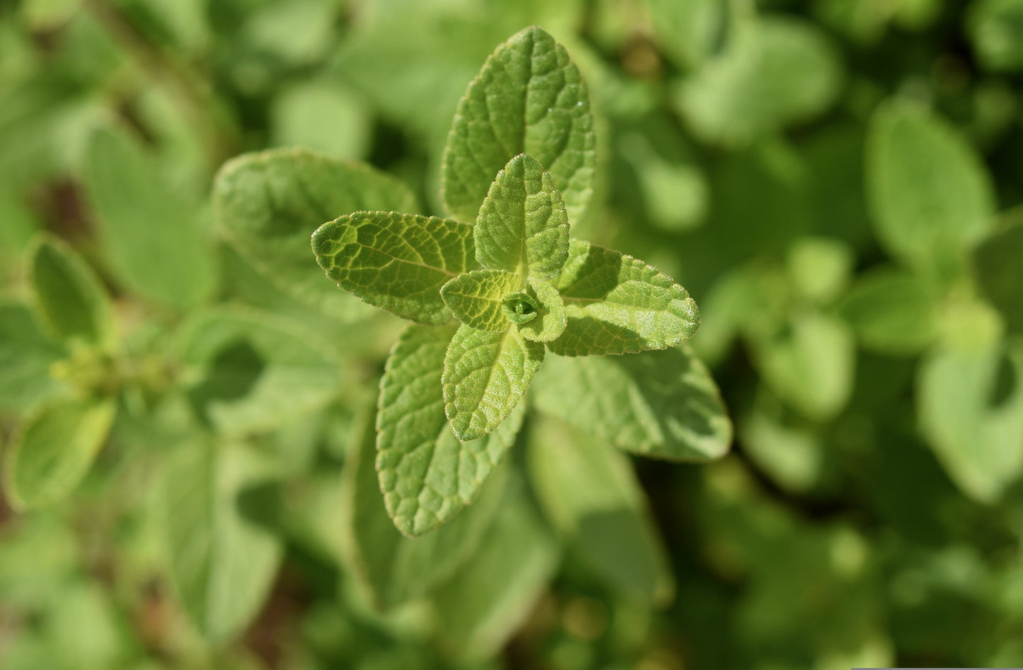Plants de SAUGE OFFICINALE Tricolore mini-motte M 3 cm X60 saison printemps - automne
