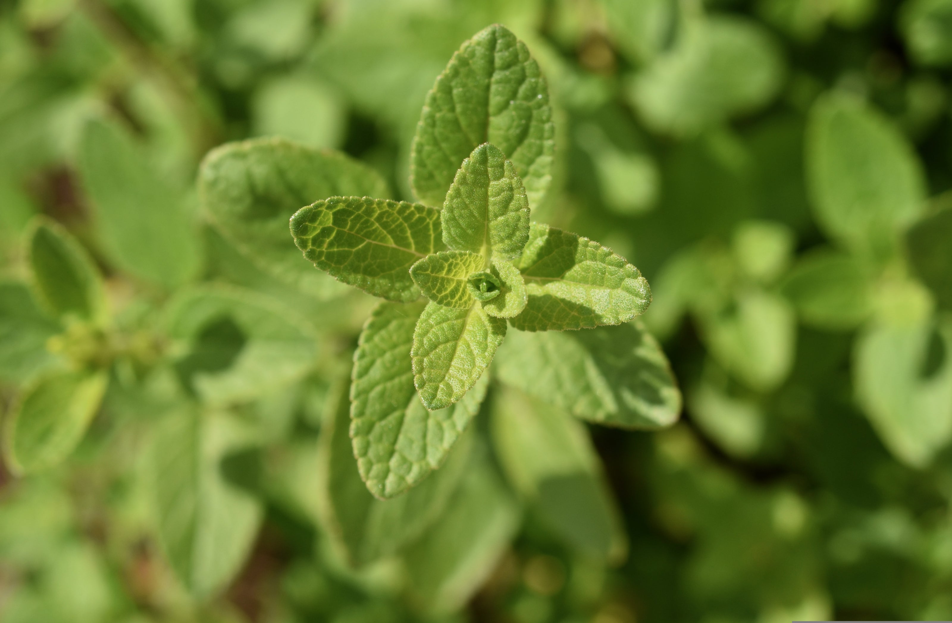 Plants de SAUGE OFFICINALE Tricolore mini-motte M 3 cm X60 saison printemps - automne