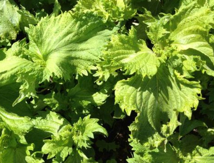 Plants de SHISO (Persil japonais) Pourpre mini-motte M 3 cm X60 saison printemps
