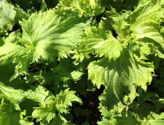 Plants de SHISO (Persil japonais) Vert mini-motte M 3 cm X60 saison printemps