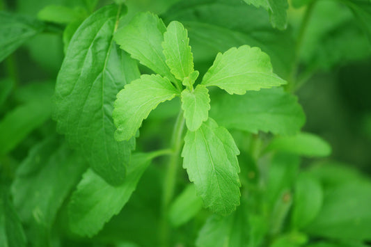 Plants de STEVIA REBAUDIANA . mini-motte M 3 cm X60 saison printemps