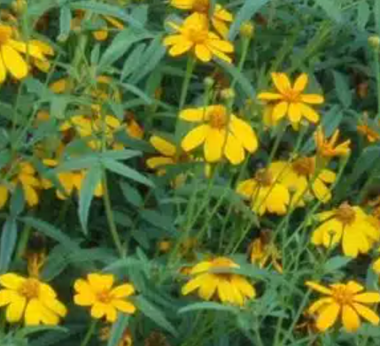 Plants de TAGETES LEMMONII Tangerine Marigold mini-motte M 3 cm X60 saison printemps