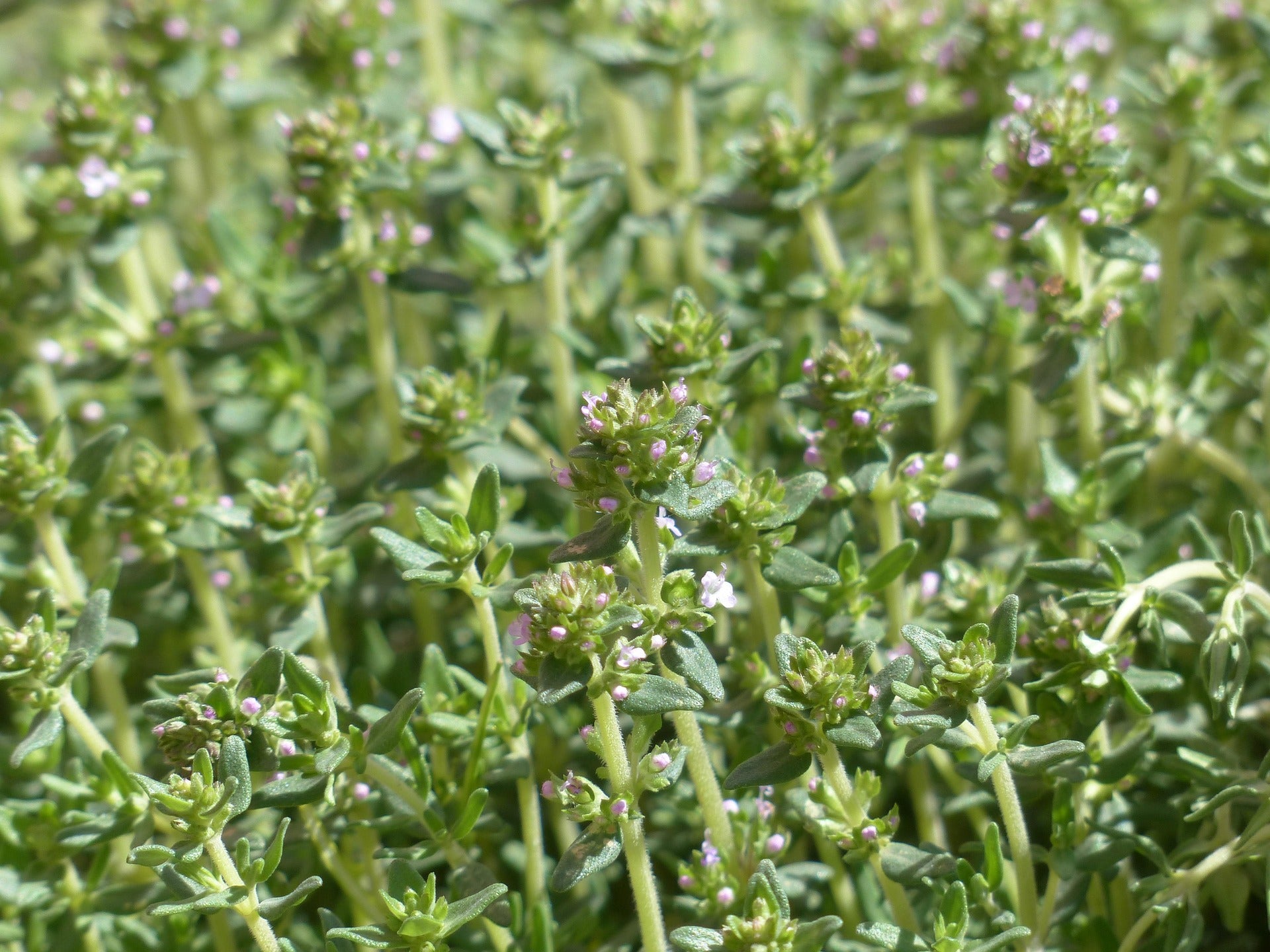 Plants de THYM Citron mini-motte M 3 cm X60 saison printemps