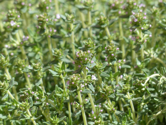 Plants de THYM PRAECOX Serpolet mini-motte M 3 cm X60 saison automne
